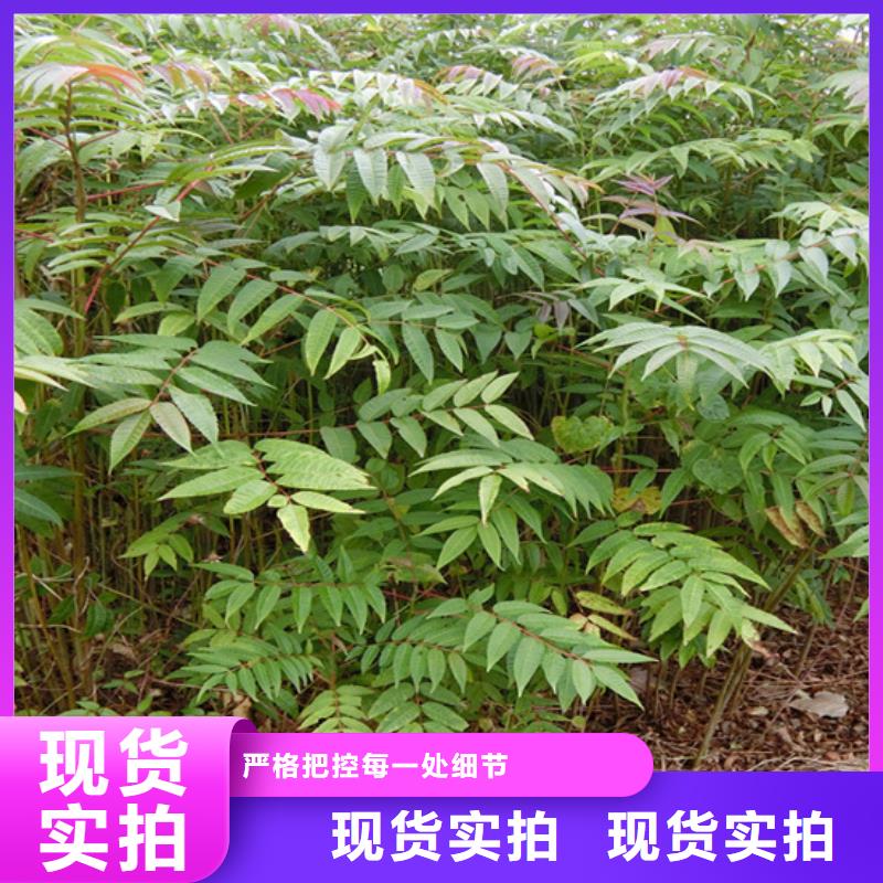 【香椿】【猕猴桃苗】精工打造