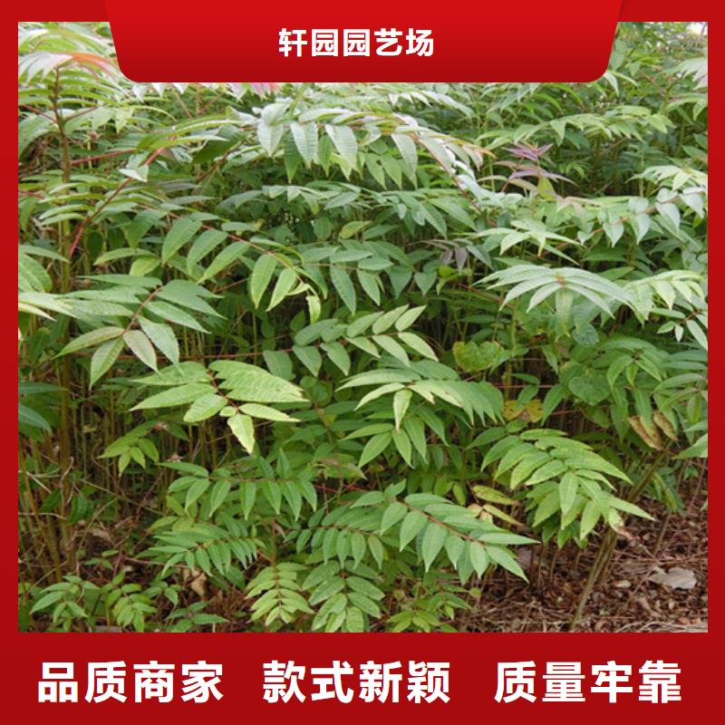 香椿桃树苗品质卓越