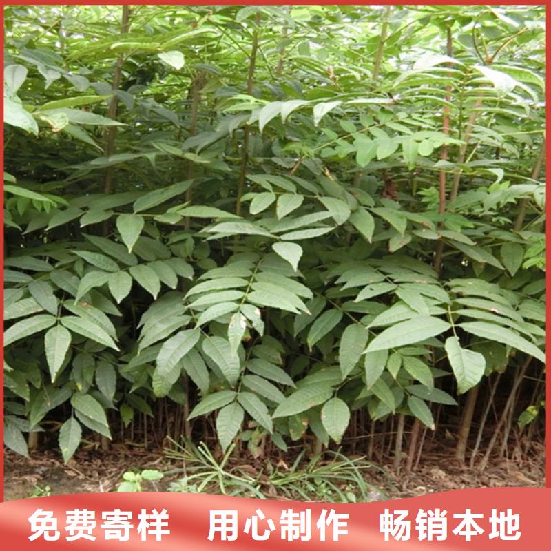 香椿樱桃苗品牌企业