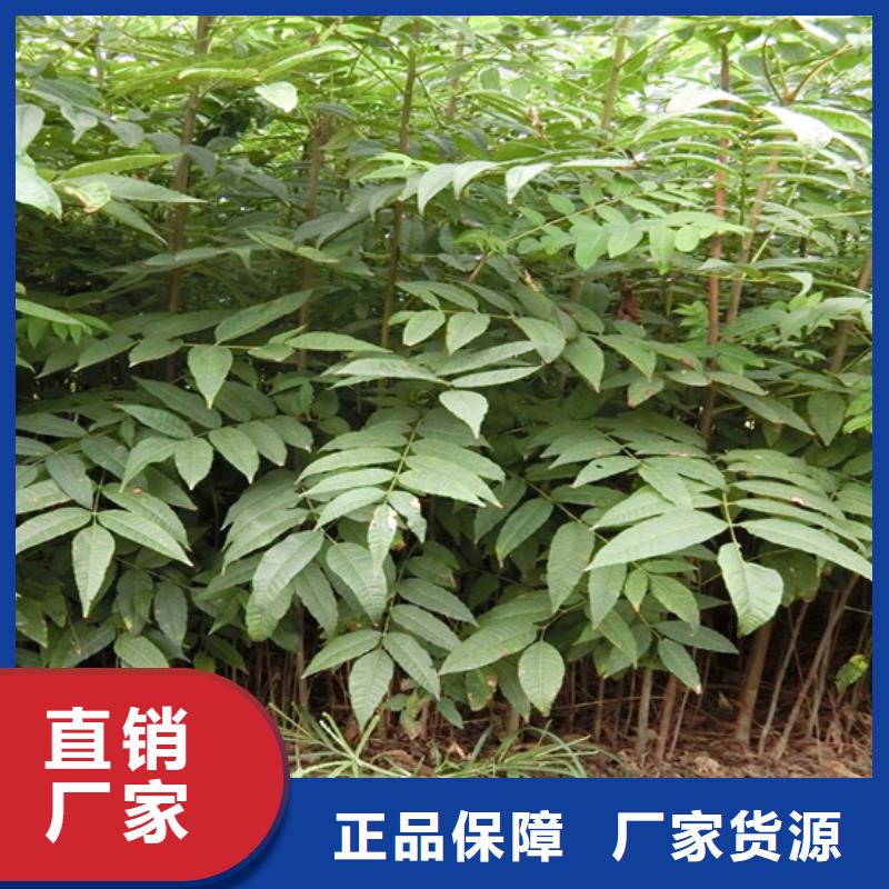 香椿桃树苗品质卓越