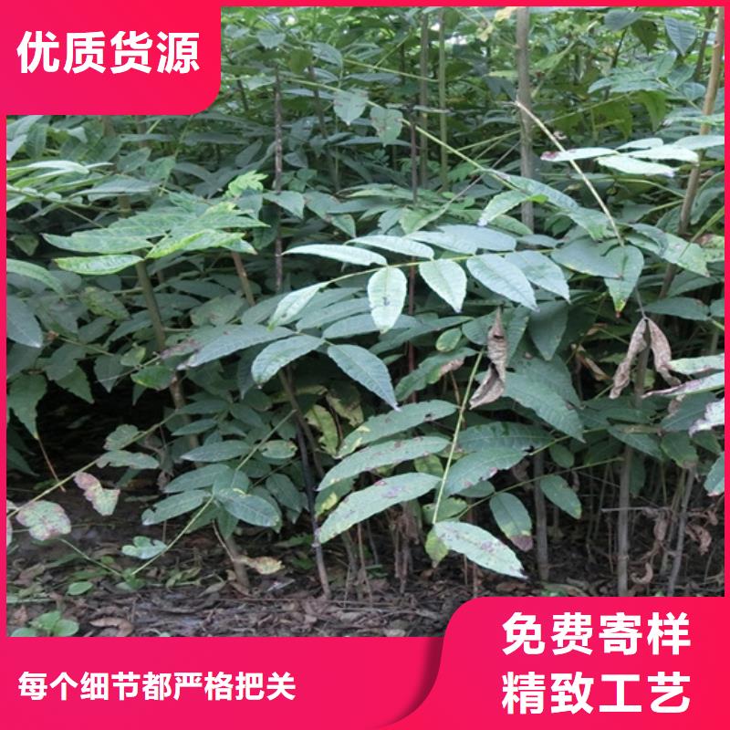 香椿桃树苗品质卓越