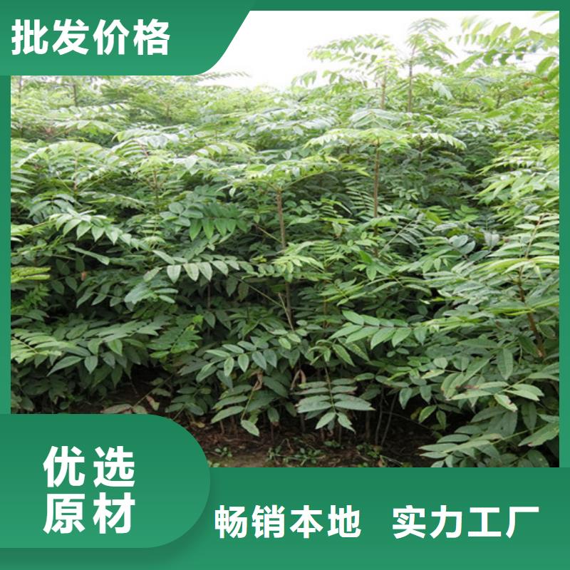 香椿樱桃苗品牌企业