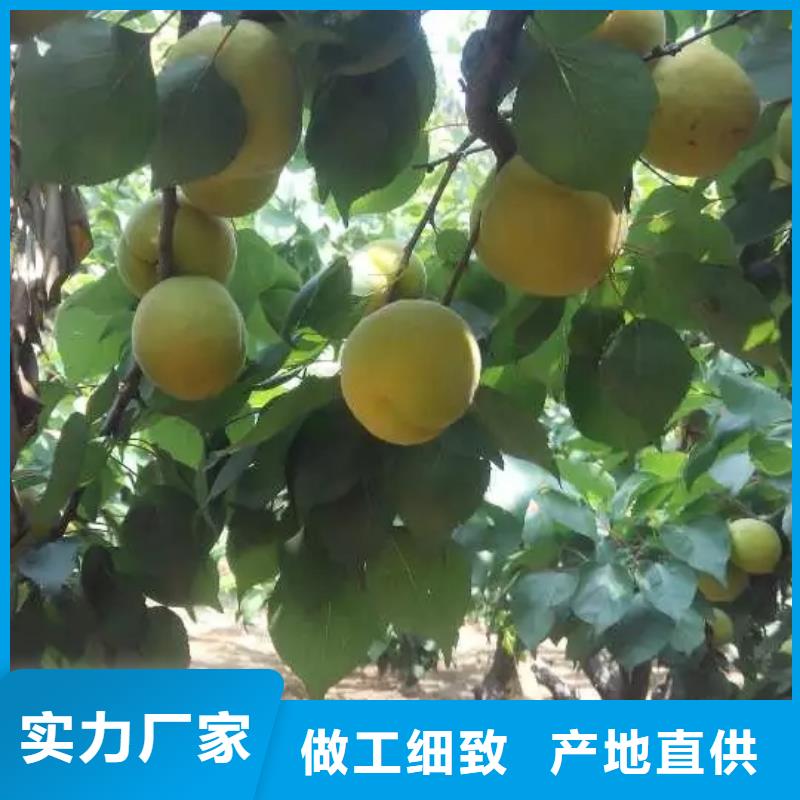 【杏】樱桃苗自主研发