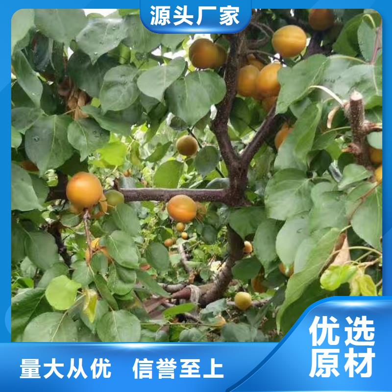 杏杏树苗多年经验值得信赖