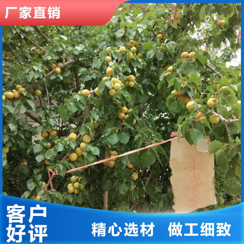 【杏】樱桃苗自主研发