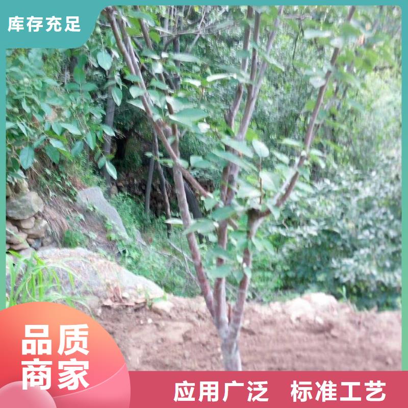 杏樱桃苗可定制有保障
