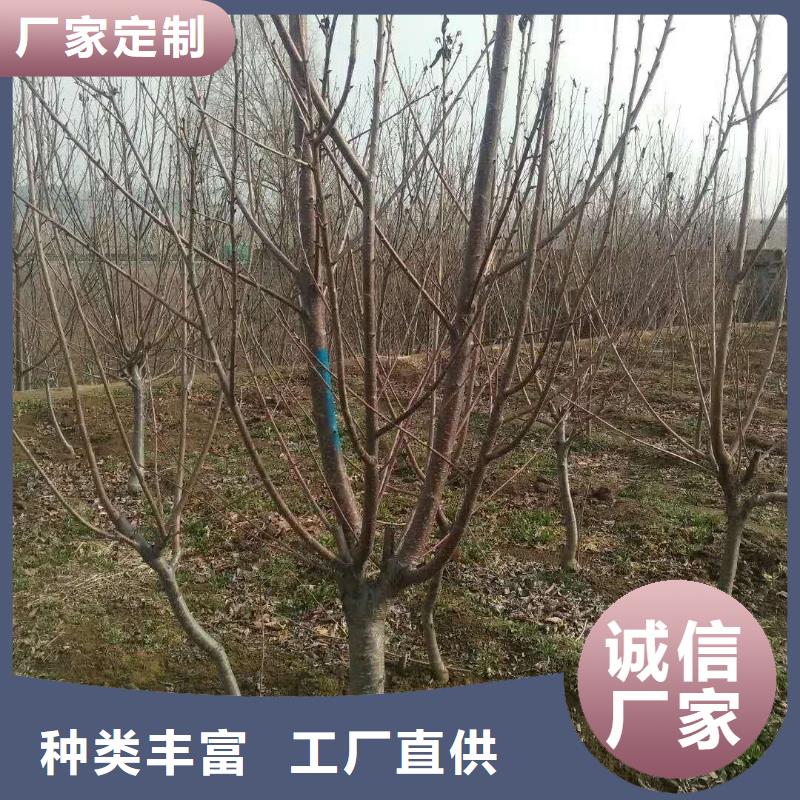杏杏树苗多年经验值得信赖