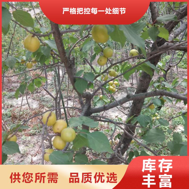 杏苹果苗免费寄样