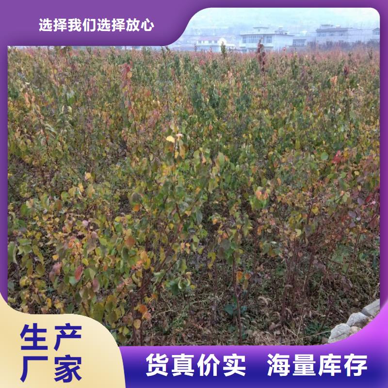 【杏】樱桃苗自主研发