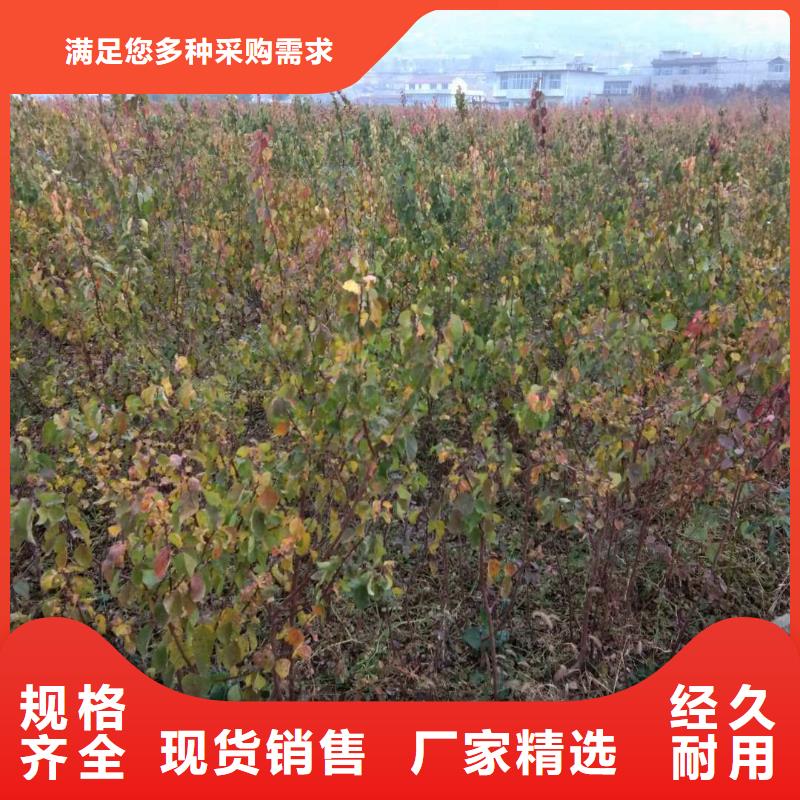 【杏】樱桃苗自主研发