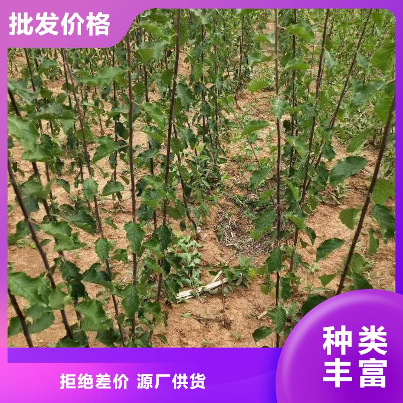 杏樱桃苗可定制有保障