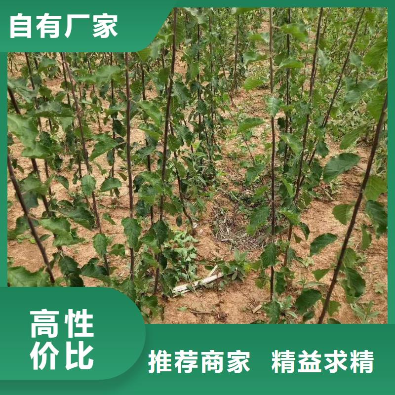 杏石榴树苗对质量负责