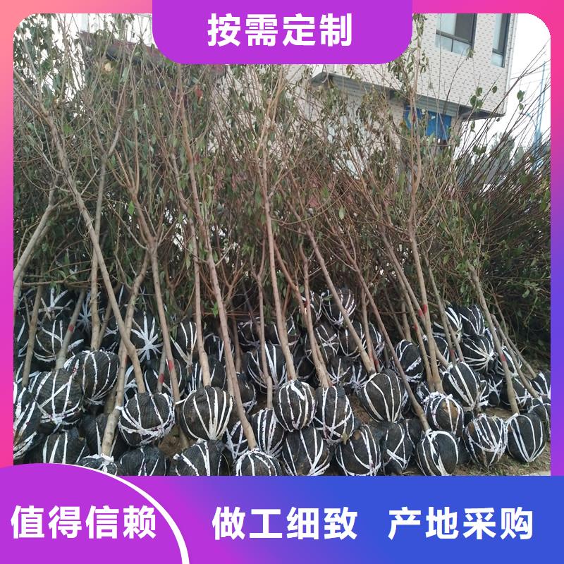 【杏】樱桃苗自主研发