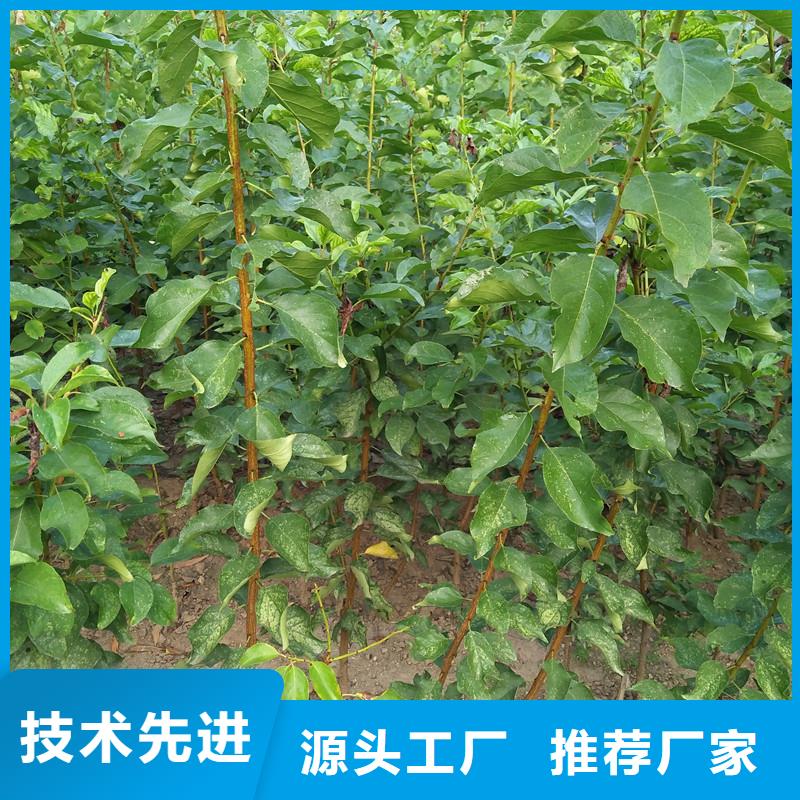 杏樱桃苗可定制有保障