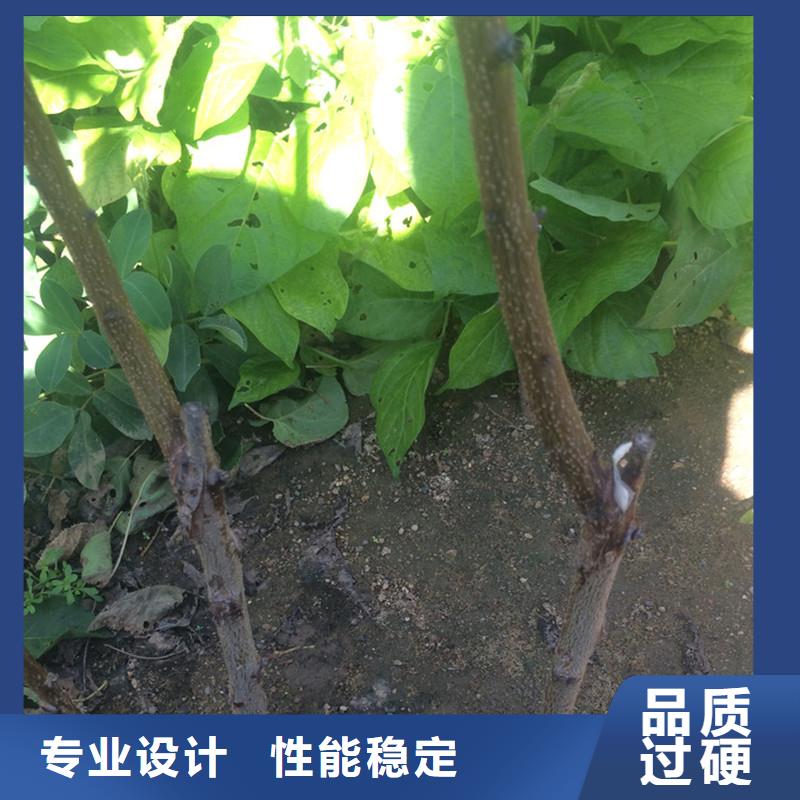 杏-樱桃苗客户满意度高