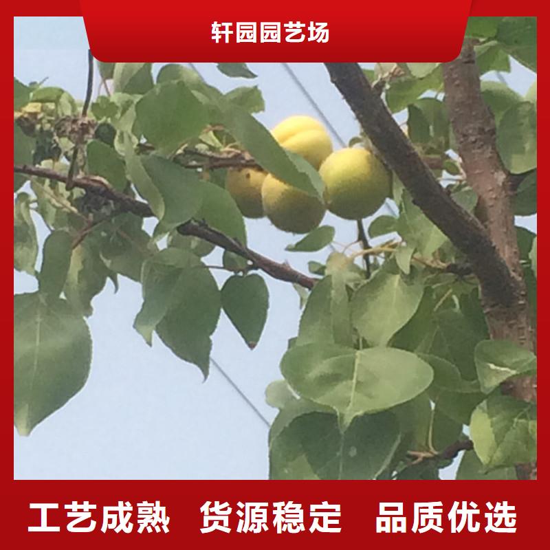 【杏】樱桃苗自主研发
