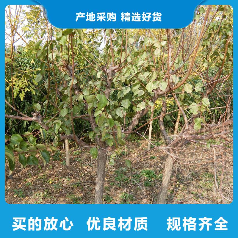 【杏】樱桃苗自主研发