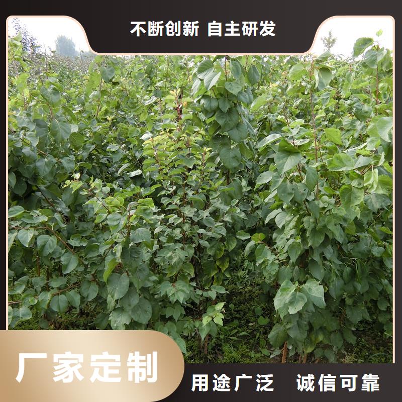 杏石榴树苗对质量负责