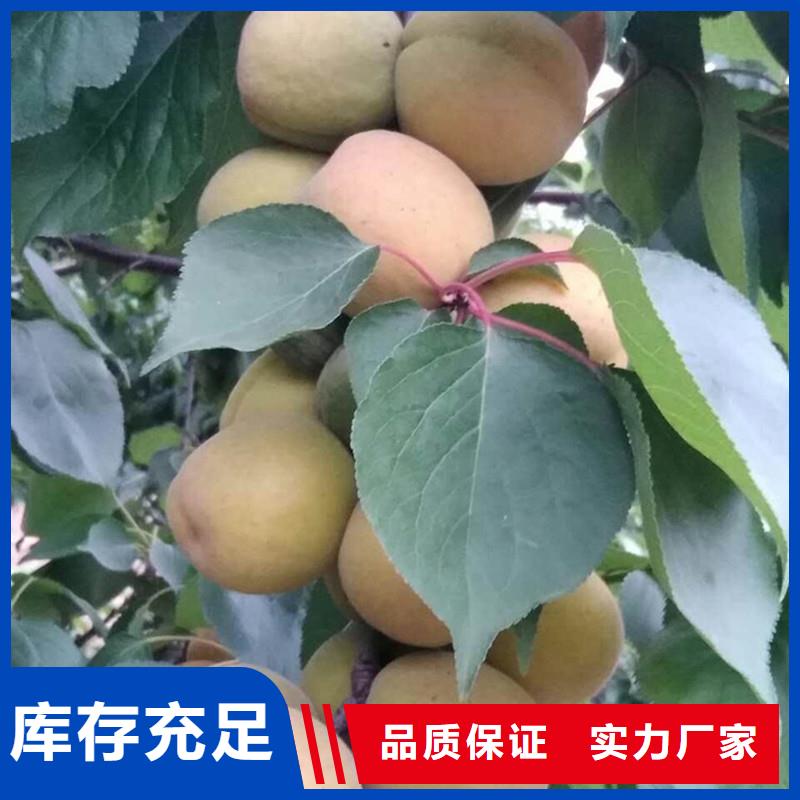 杏苹果苗免费寄样