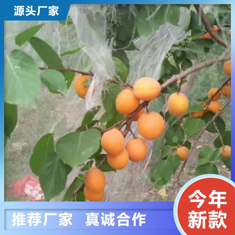 【杏】樱桃苗自主研发