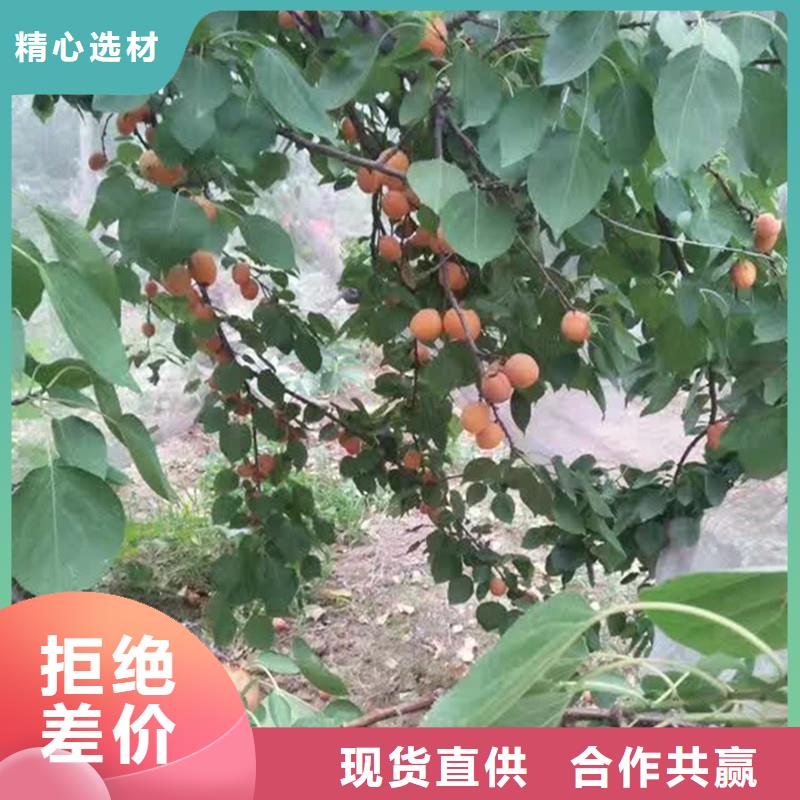 【杏樱桃苗批发价格】