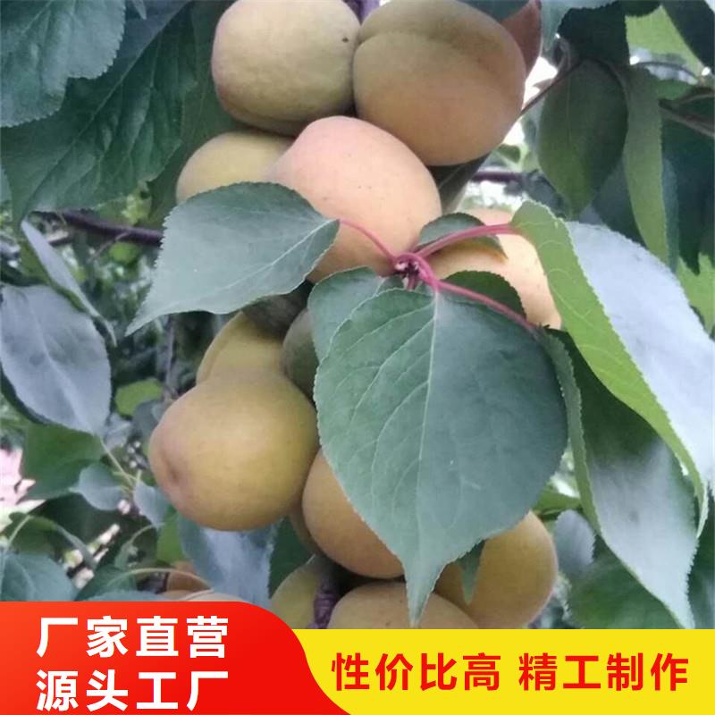 杏-樱桃苗客户满意度高