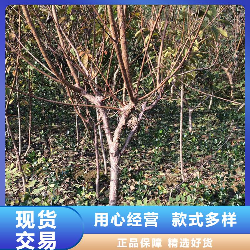 杏无花果苗支持定制加工