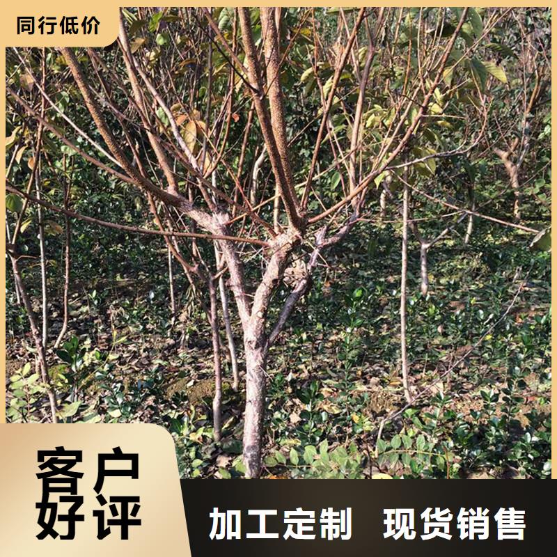 【杏樱桃苗批发价格】