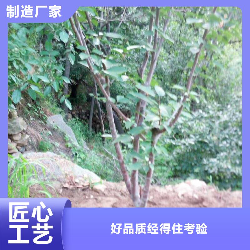 杏石榴树苗对质量负责