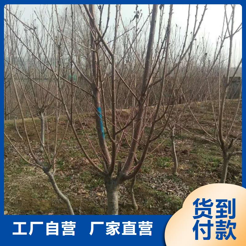 【杏】樱桃苗自主研发