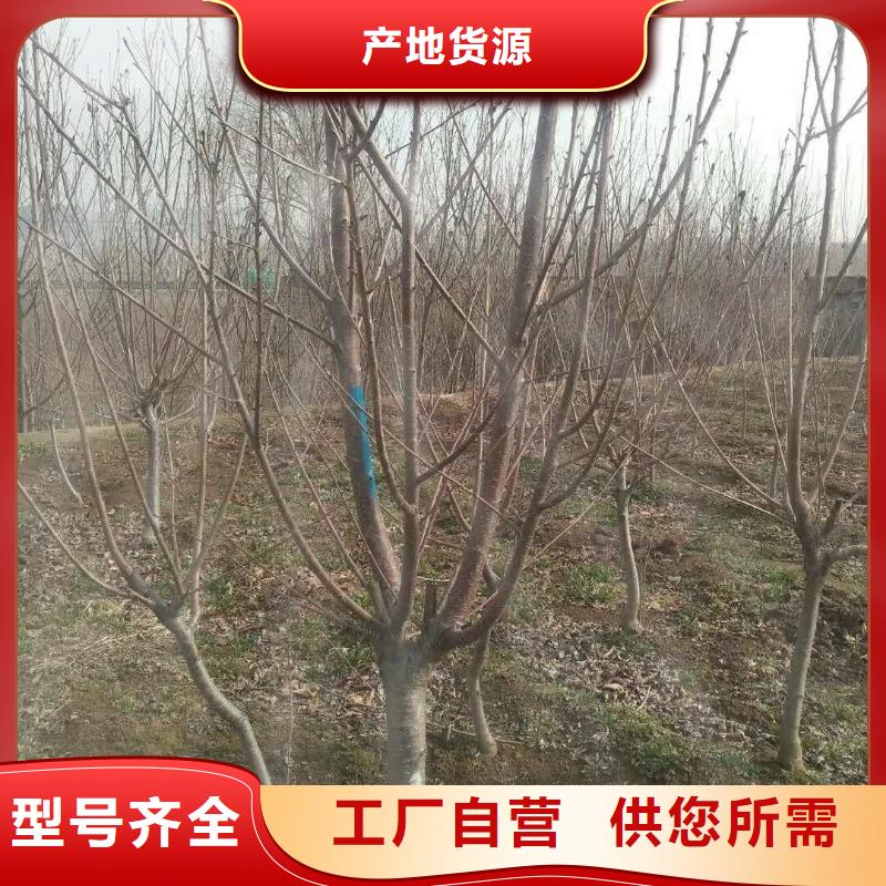 杏杏树苗多年经验值得信赖