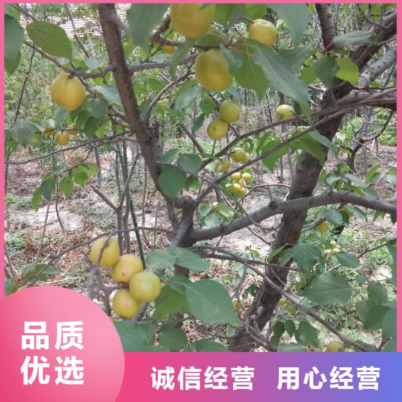 杏-樱桃苗客户满意度高