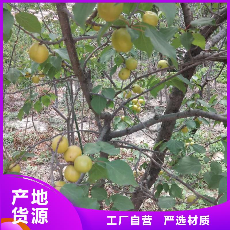 【杏】樱桃苗自主研发