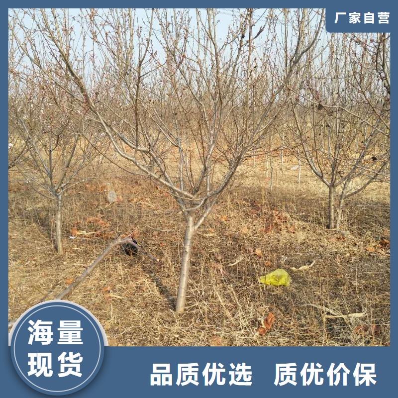 【杏】樱桃苗自主研发
