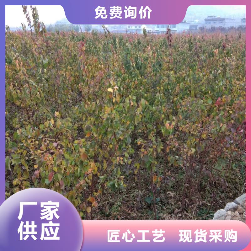 【杏】樱桃苗自主研发