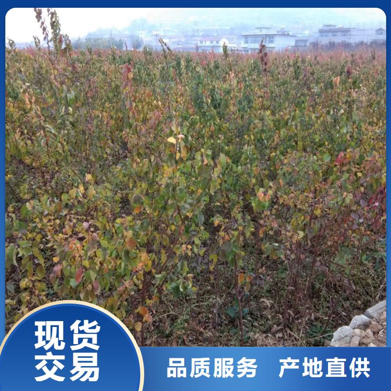 【杏】樱桃苗自主研发