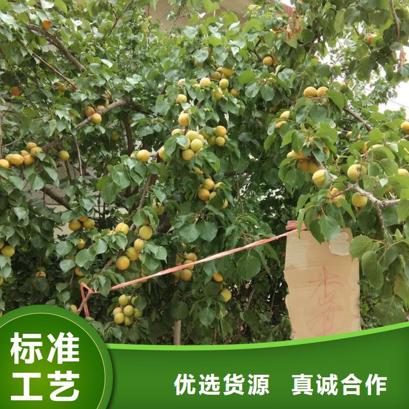 【杏】樱桃苗自主研发