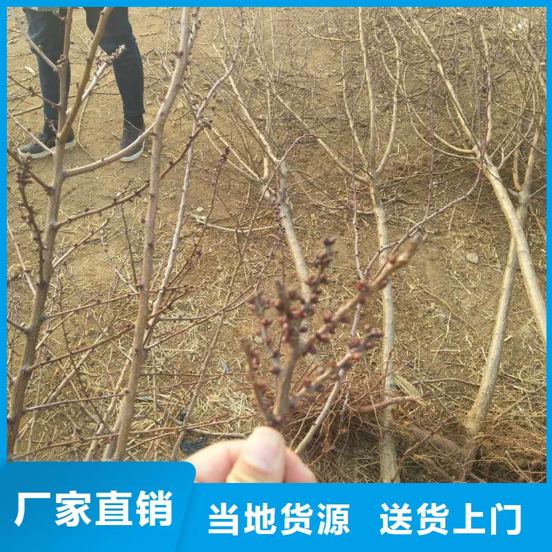 【杏】樱桃苗自主研发