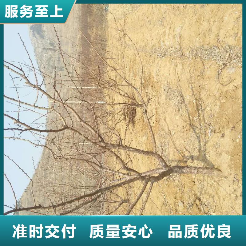 【杏】樱桃苗自主研发