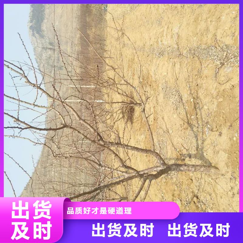 杏樱桃苗现货充足量大优惠