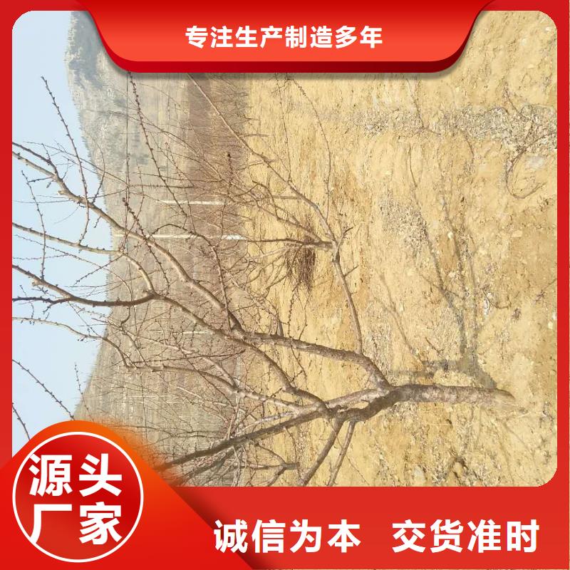 【杏】樱桃苗自主研发