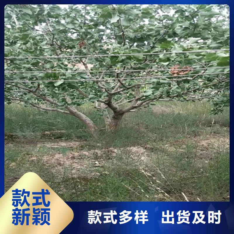开心果桃树苗放心选购