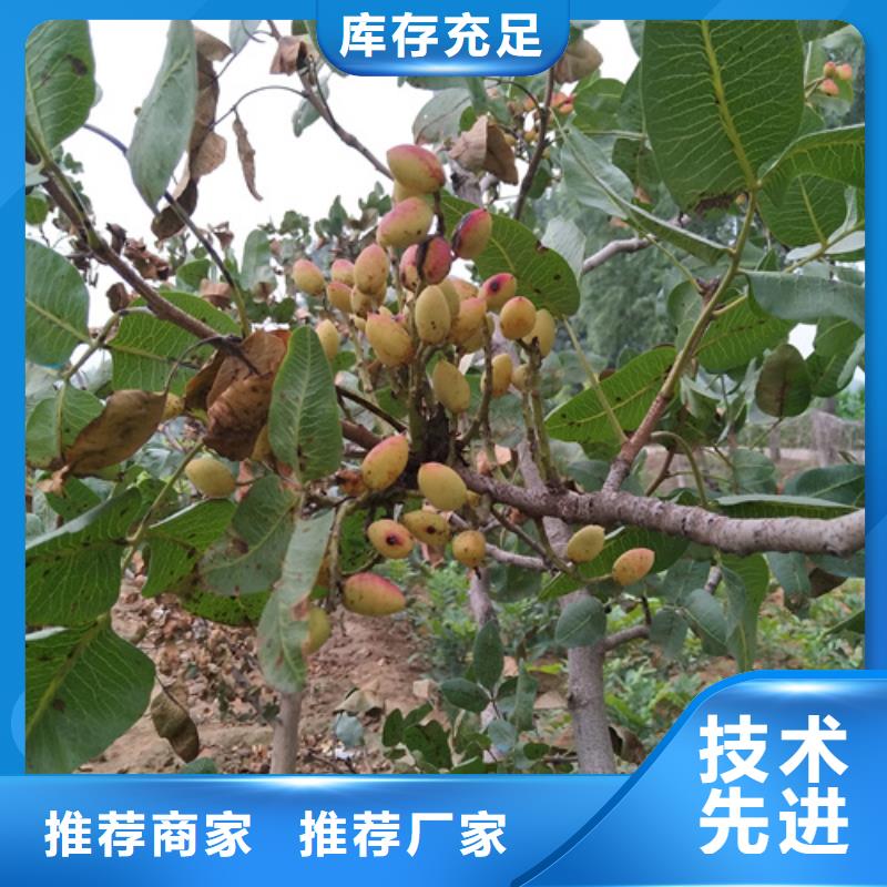 开心果,【猕猴桃苗】款式多样