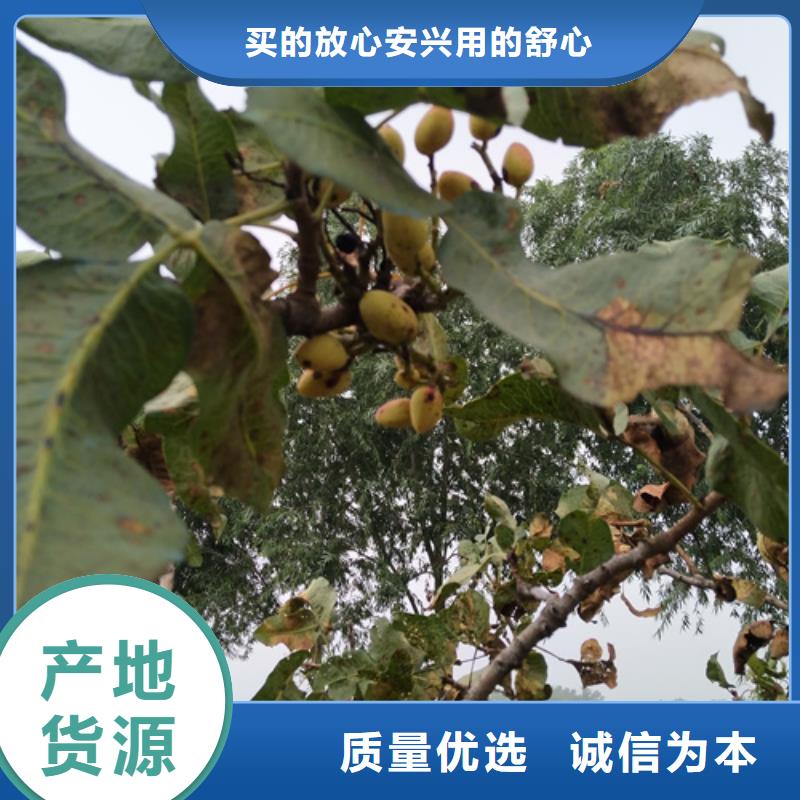 开心果,【猕猴桃苗】款式多样