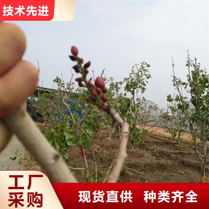 开心果-梨树苗从源头保证品质