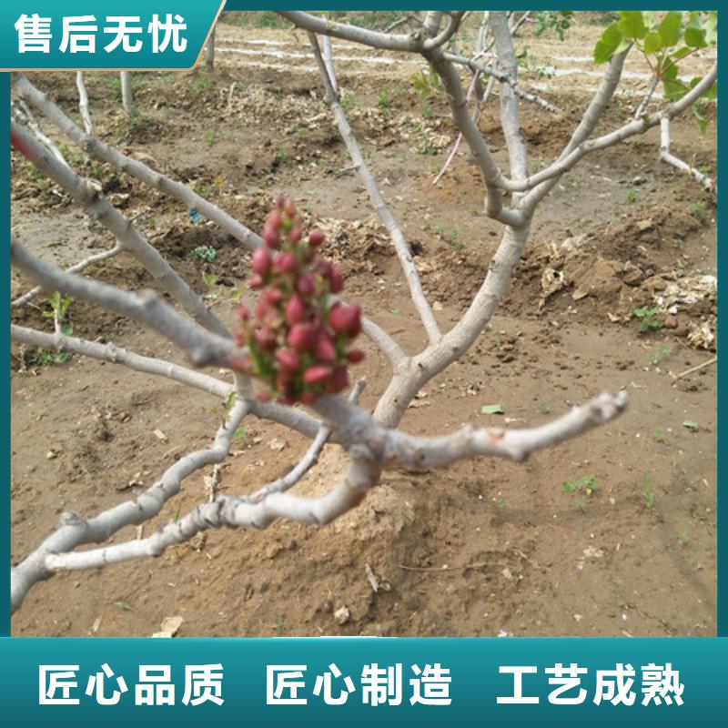 开心果桃树苗放心选购