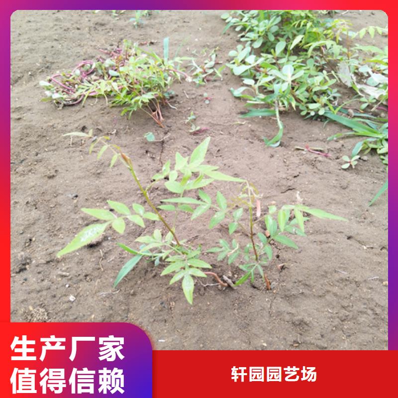 开心果,【猕猴桃苗】款式多样