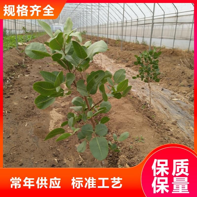开心果桃树苗放心选购