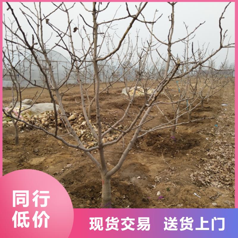 开心果,【猕猴桃苗】款式多样