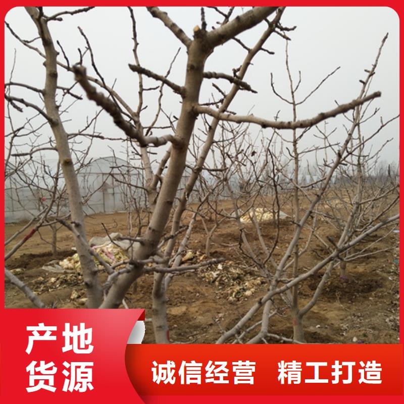 开心果-梨树苗从源头保证品质